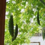 夏をお得に乗り切ろう！！