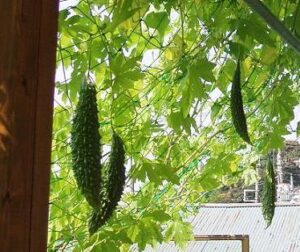 夏をお得に乗り切ろう！！