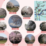 春といったらやっぱり桜　お花見MAP