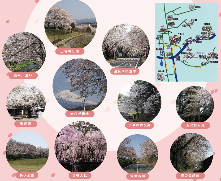 春といったらやっぱり桜　お花見MAP