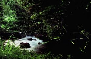 三島イベント情報